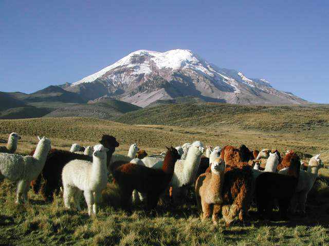 Chimborazo1