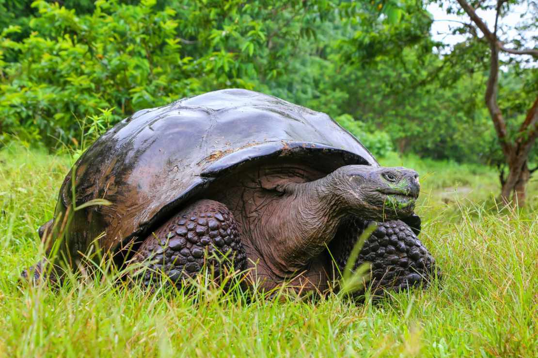 Галапагосские туристические черепахи