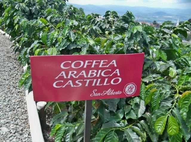 Tag 3 Kaffefarm Kolumbien Bild 3