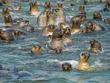 Isole Ballestas