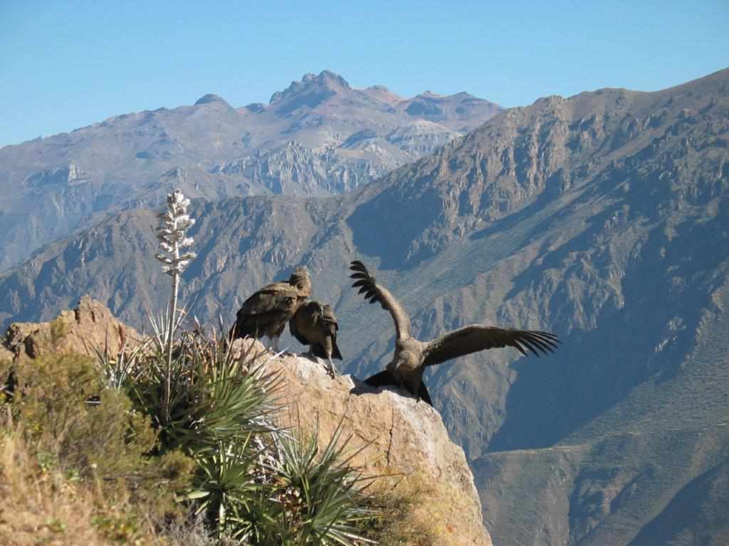 Día 7 Foto Alternativa Nuevo Viaje a Perú Solución Baja