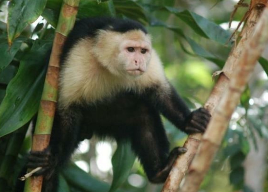 Affe im Bereich Arenal Vulkan