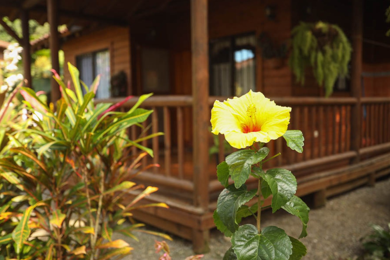 Casa Marcellino Cahuita schoene Blume im Vordergrund