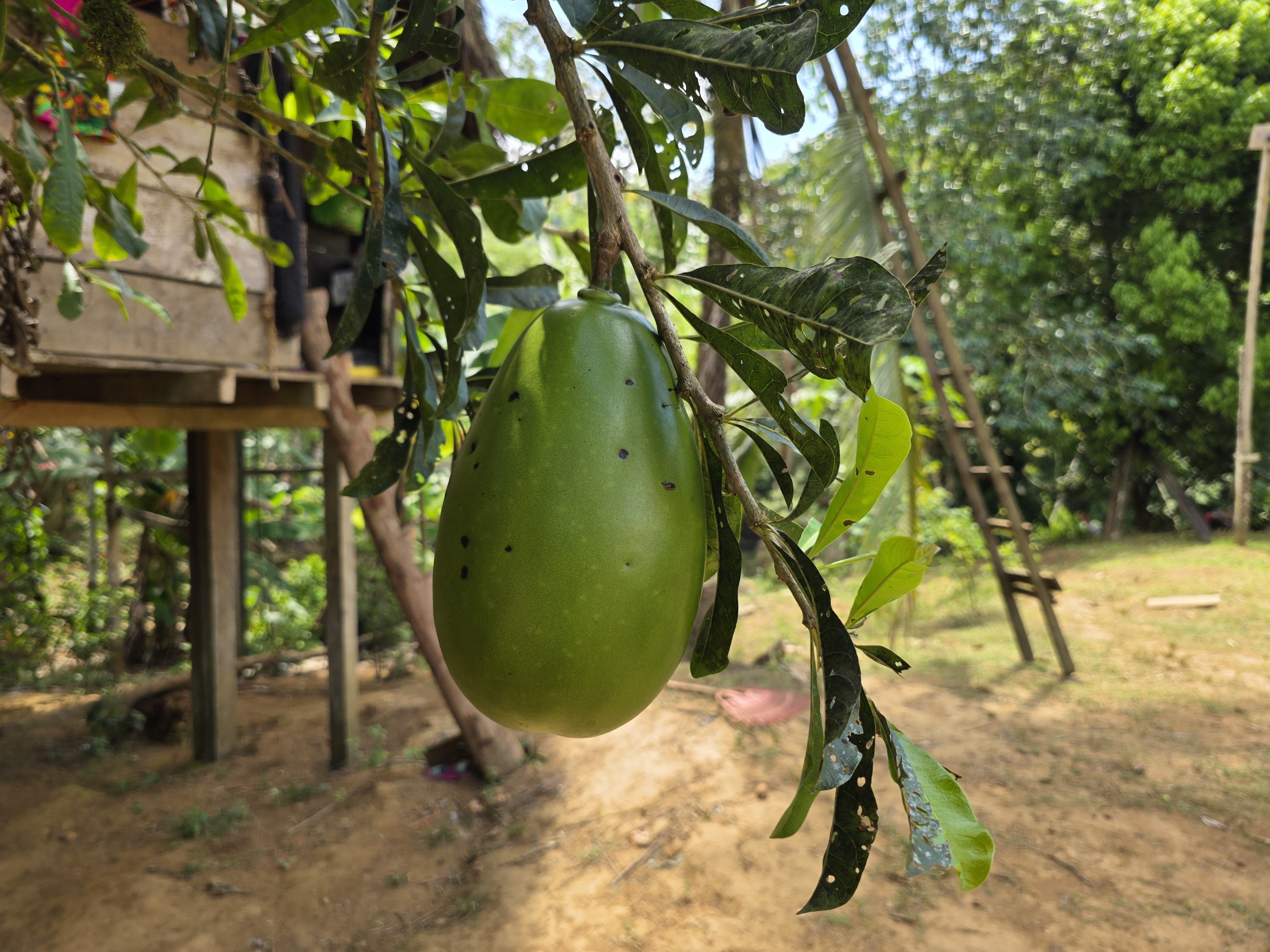 Dschungel Frucht