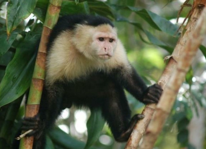 Panama Kanal affe 1