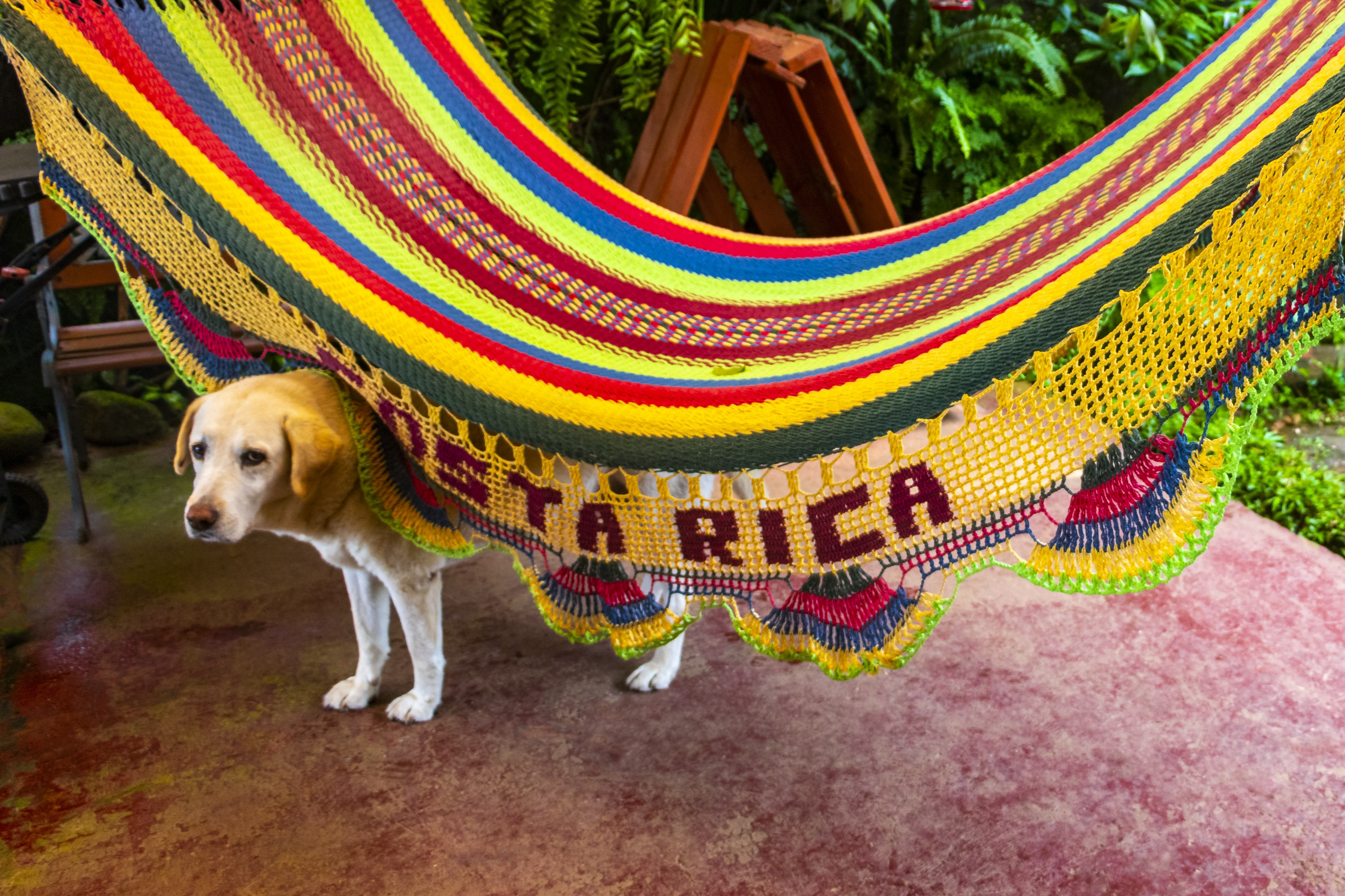 San Jose Costa Rica suesser Hund  Haengematte