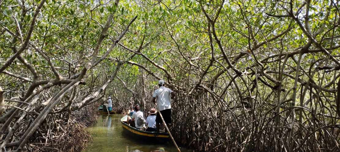 Tour durch Mangroven La Boquilla 1