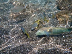 Csm Peces De Colores Para Viajar Informe Sra. Berger Cca97835d7