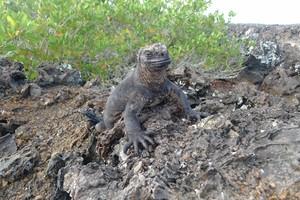 Csm Marine Lizard For Travel Report Ms. Berger D09ab7206e