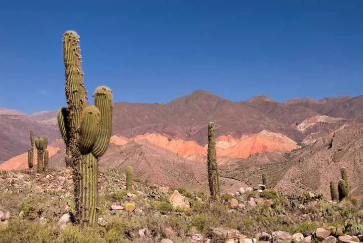 Nomenklatorisches Kaktus (Trichocereus nomenklatorisches) im Norden von Argentinien