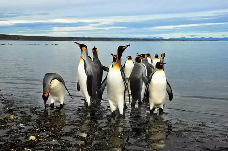 Penguins mit King Size Bett