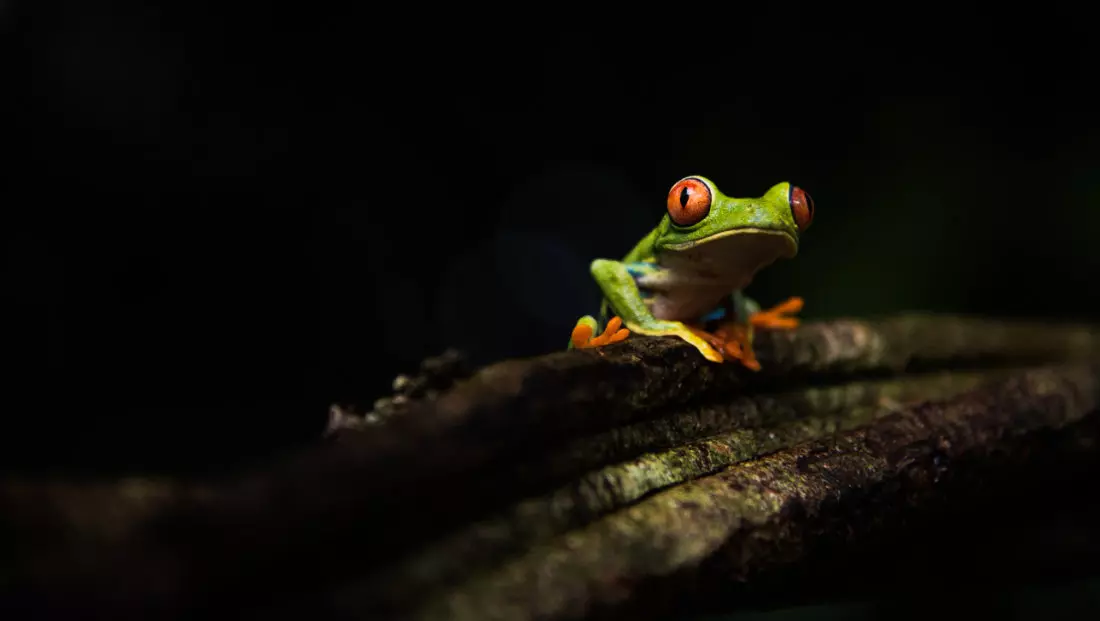 rotaugenfrosch 49178335427 o