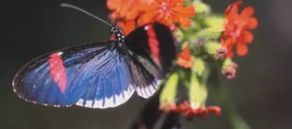 090509 Jungle De Papillons Et De Fleurs Equateur