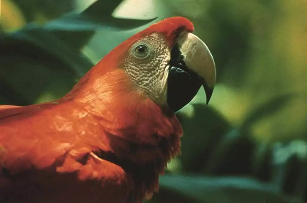 Ecuador Dschungel Schner Papagei  Low Solution