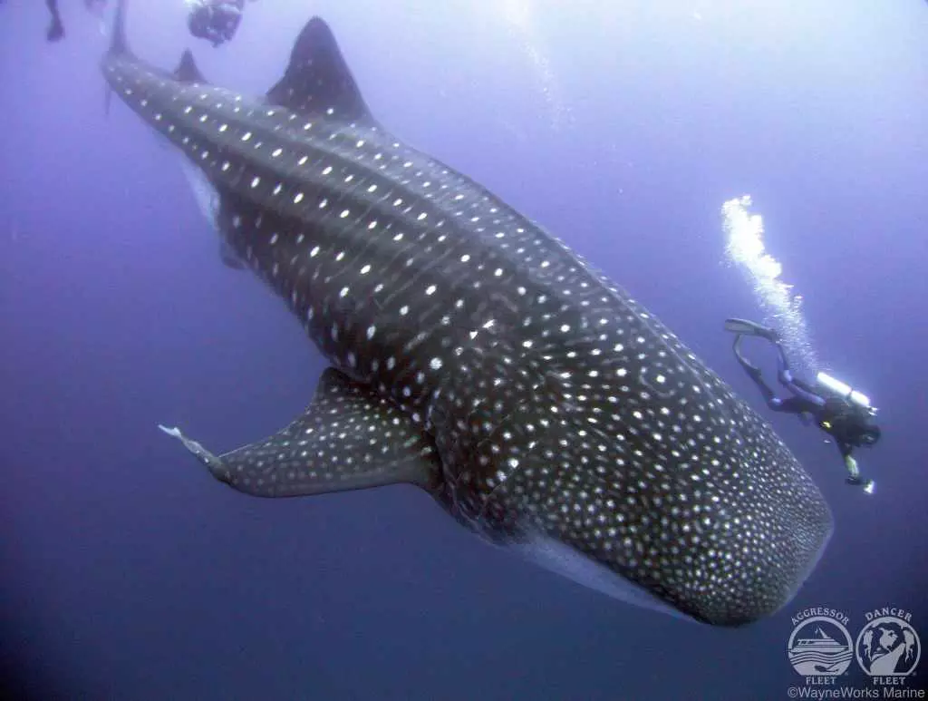 GalapagosAggressorWhaleshark Galapagos Tauchen, Tauchen Galapagos-Inseln, Tauchtouren Galapagos