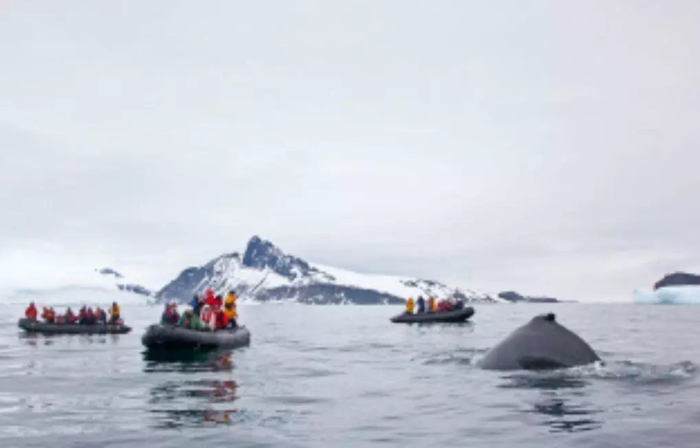 Avistamiento de ballenas