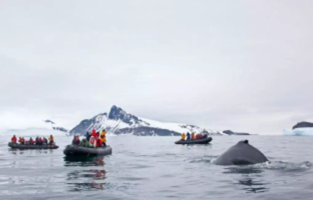 L'observation des baleines