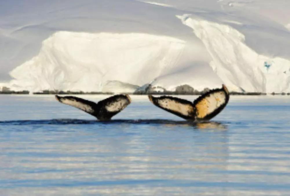 Whales in Antarctica