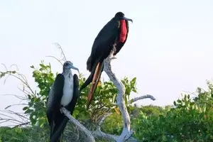 Csm frigate bird pair Ms. Berger 7562c6eb12