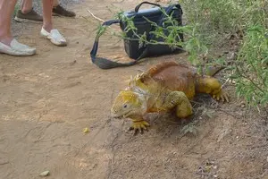 Csm land iguana very close to travel report Ms. Berger 376361190e