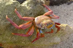 Csm Red Cliff Crab To Travel Report Ms. Berger 621c062a28