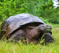 Galápagos