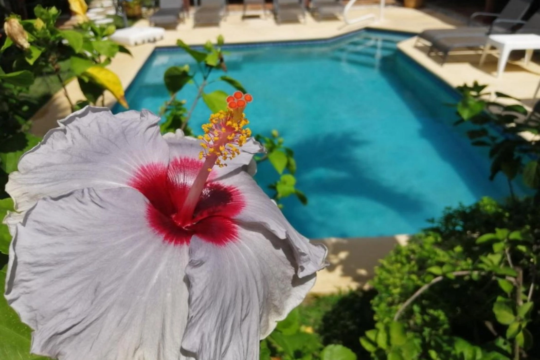 Panama voyage de groupe plante d'hibiscus villa botero