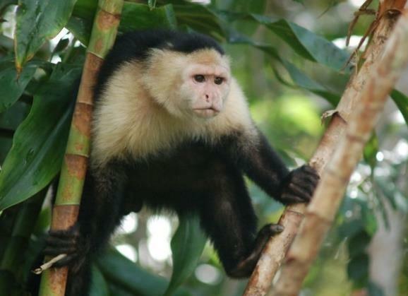 île aux singes lac gatun voyage panama